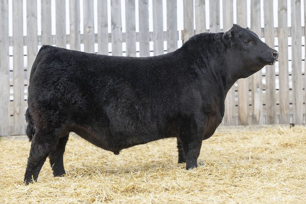 bull