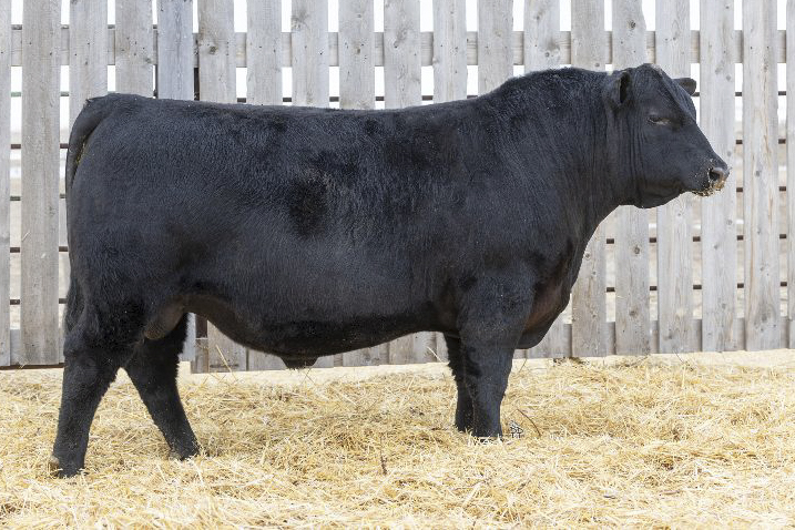 bull