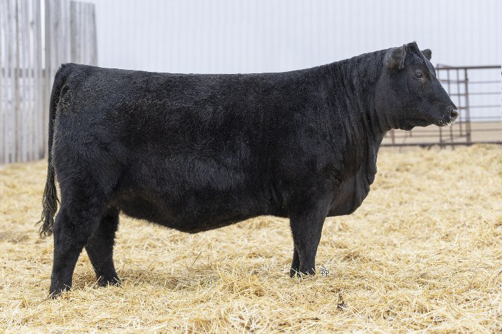 bull
