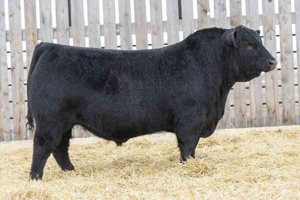 bull
