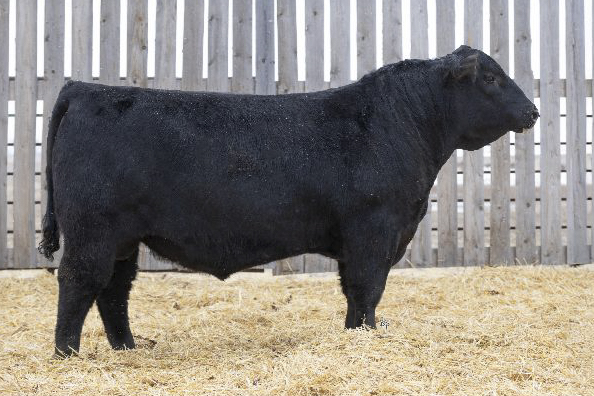 bull