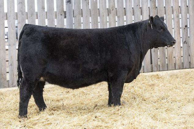 bull