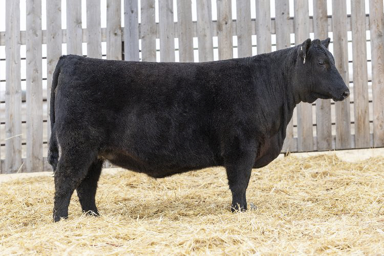 bull