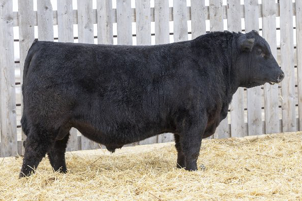bull