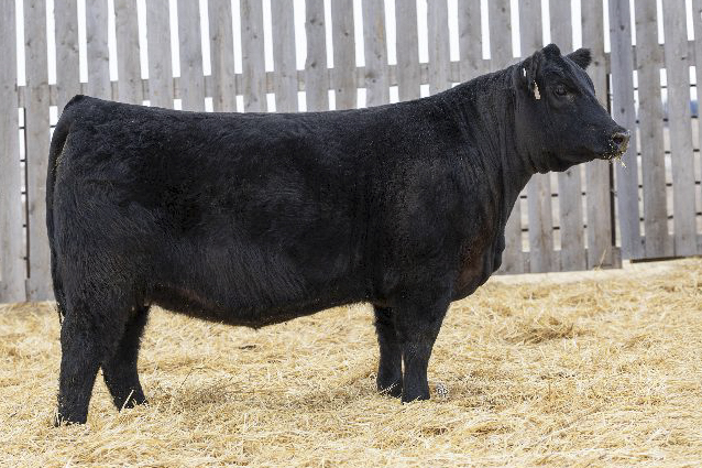 bull