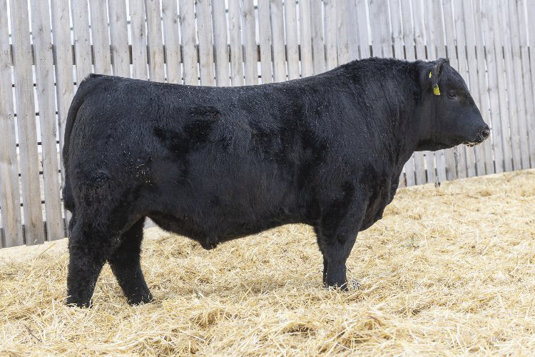 bull